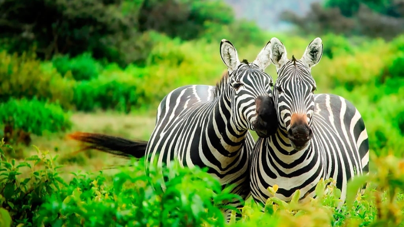 Kenya
