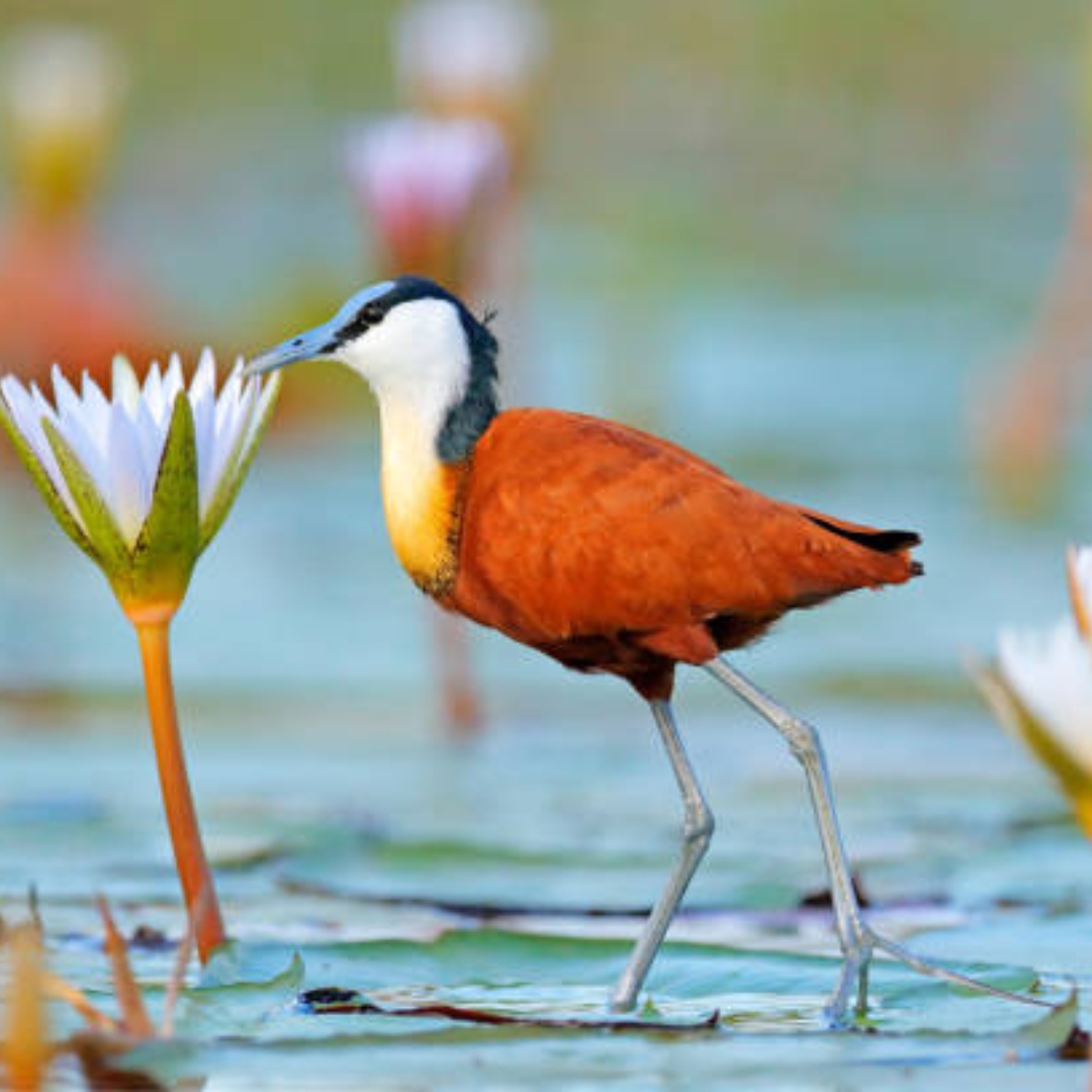 African Jacana