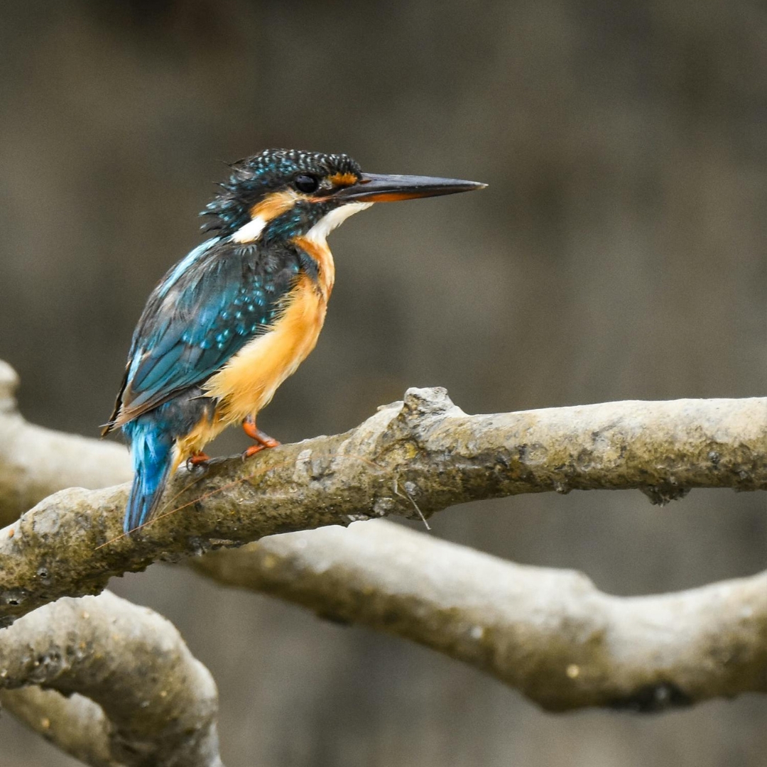 Malachite Kingfisher