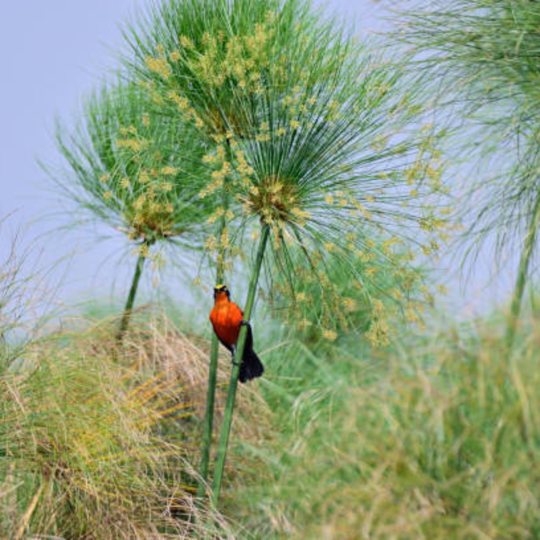 Papyrus Gonolek