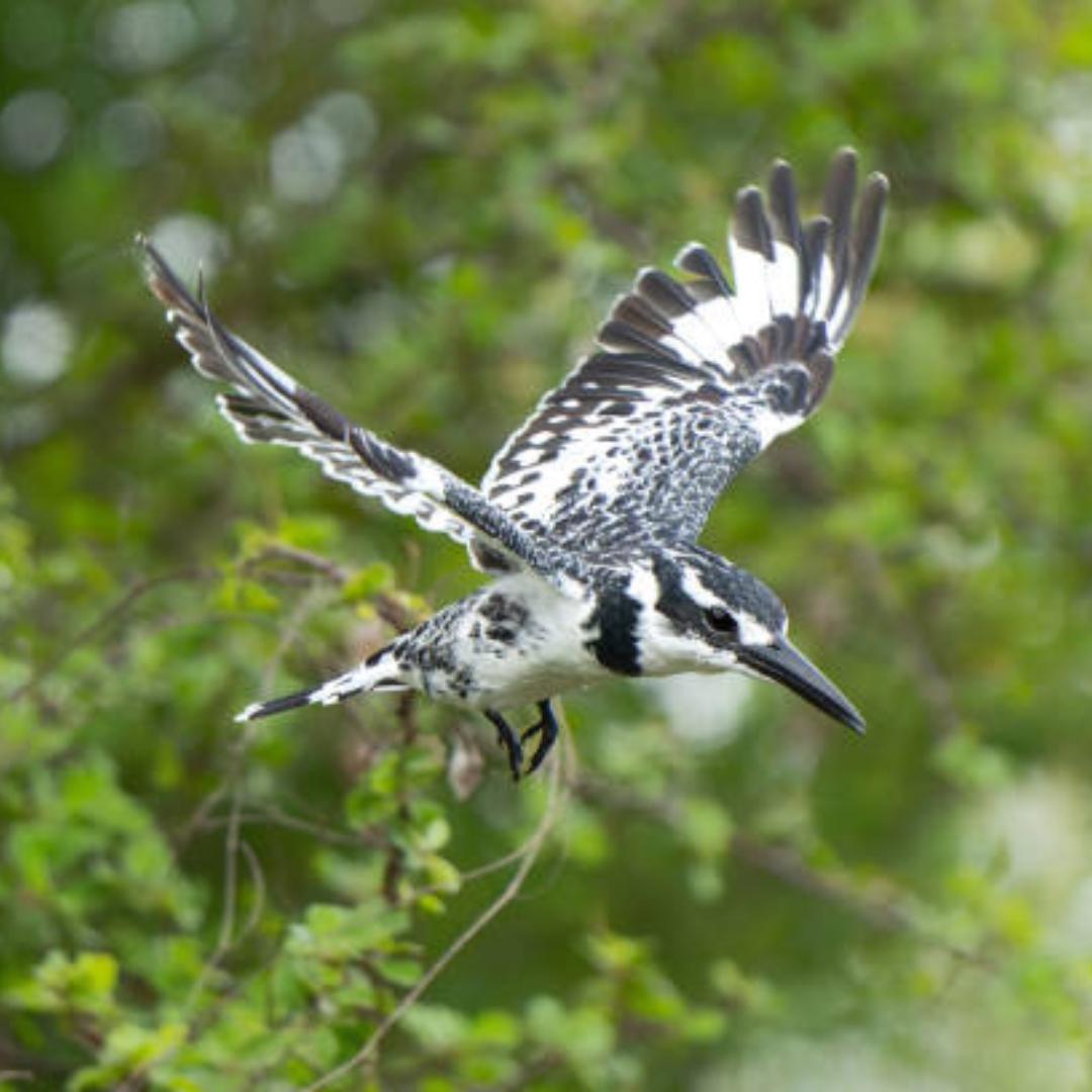 Pied Kingfisher