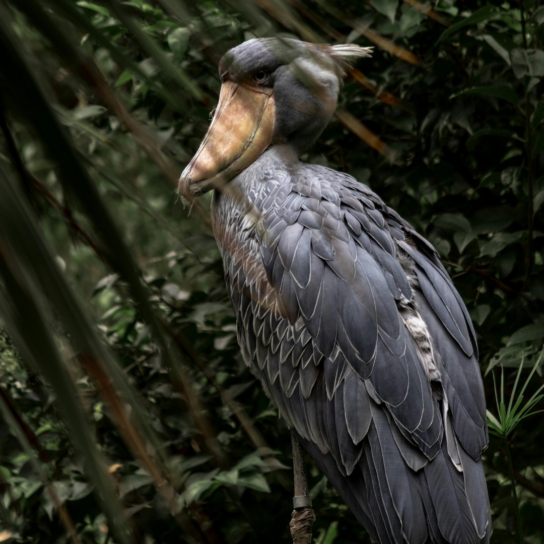 Shoebill
